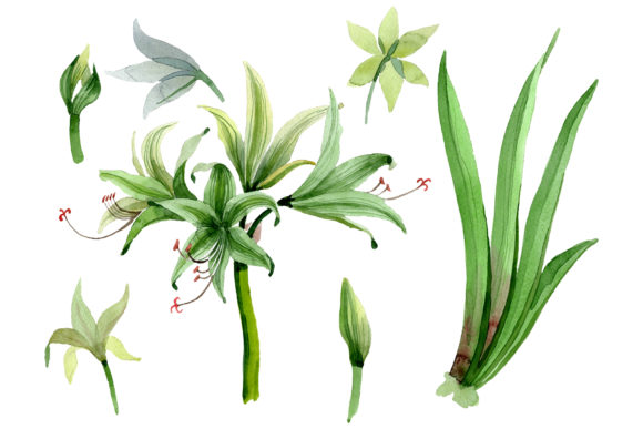 Amarilis Watercolor Review