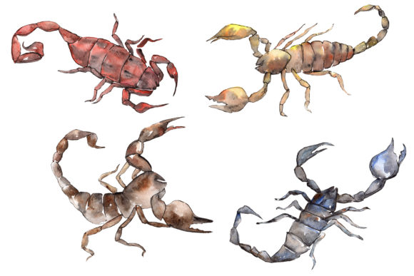 Animal Scorpion Watercolor Illustrations