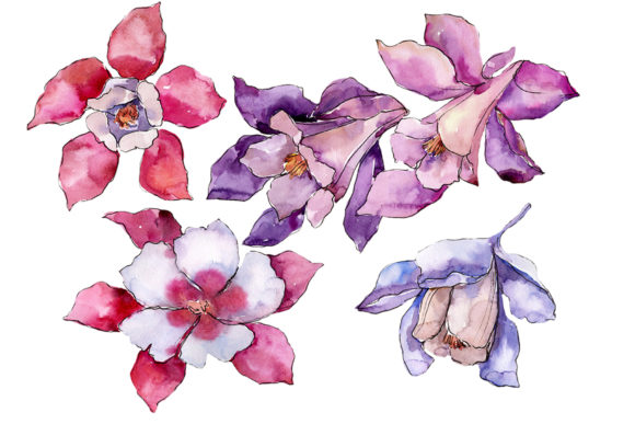 Aquilegia Red Flower Watercolor Illustrations