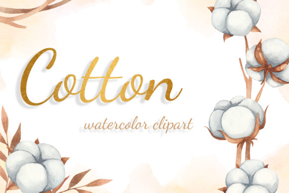 Autumn Cotton Watercolor Clipart and Illustrations