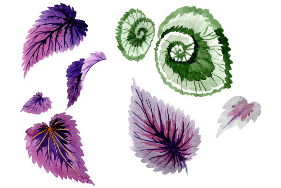 Begonia Leaves Watercolor Illustrations