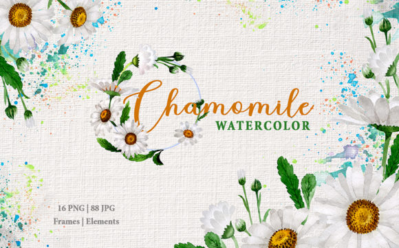 Chamomile White Watercolor