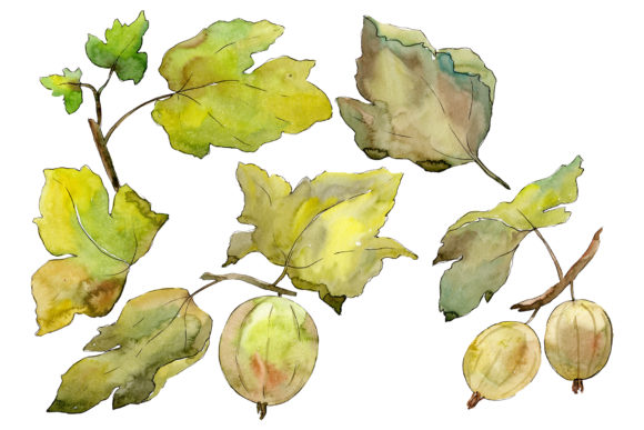 Gooseberry Plain Watercolor Illustrations
