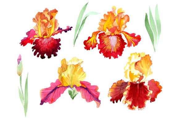 Iris Plant Bold Encounter Watercolor Illustrations