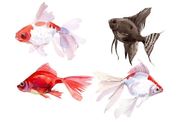 Magic Gold Fish Watercolor Illustrations