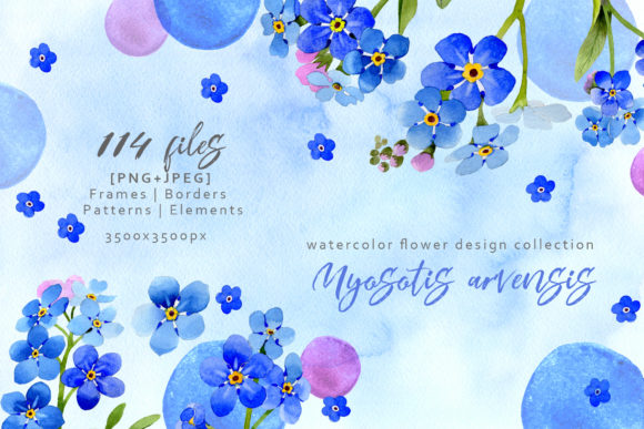 Myosotis Arvensis Watercolor Set and Illustrations