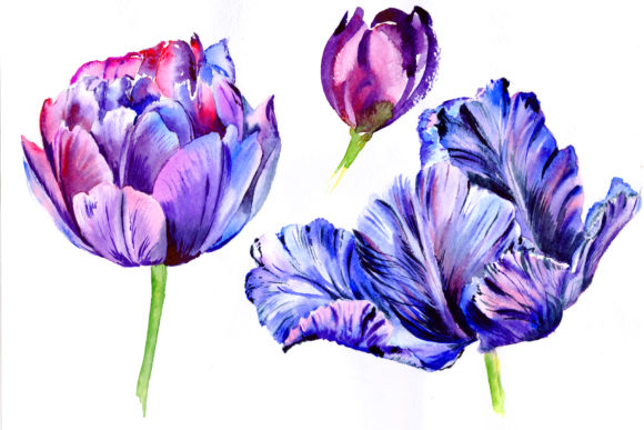 Purple Tulip Watercolor Flowers