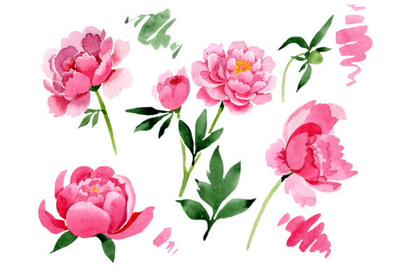 Raspberry Red Peonies Flower Watercolor Illustrations