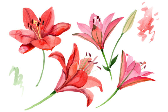 Red Lily Flower Watercolor Illustrations