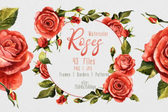Red Roses Watercolor Flower Set and Illustrations