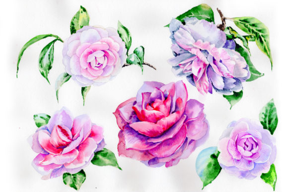 Stunning Pink Hulthemia Watercolor Set and Illustrations