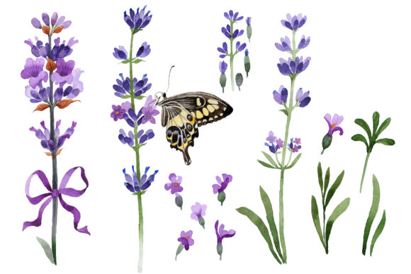 Violet Fragrant Lavender Watercolor Set Illustrations