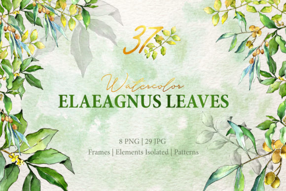Watercolor Green Leaves Elaeagnus Illustrations